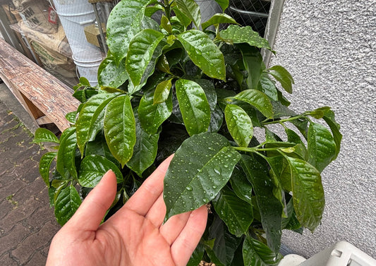 モカとは何か。コーヒーの歴史に残る、港町の名前 - KOUNOU-COFFEE